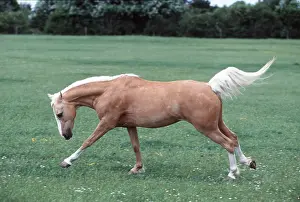 Cantering: HORSE - PALOMINO PONY Cantering