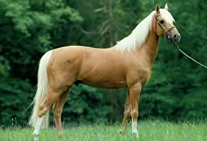Bridles: Horse - Palomino Pony in field