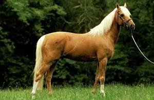 Bridles: Horse - Palomino pony on rein