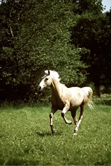 Cantering: Horse - Palomino Pony, Running