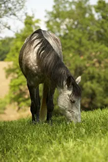 Aestival: Horse in a pasture