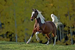 Geldings: Horse Pinto Arabian Gelding galloping in meadow in autumn