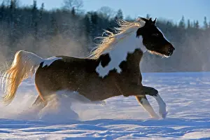 Geldings: Horse - Pinto Gelding galloping on meadow in fresh snow