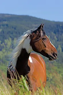 Geldings: Horse - Pinto Gelding standing in subalpine meadow