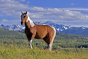 Geldings: Horse - Pinto Gelding standing on subalpine meadow