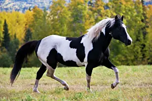 Pinto: Horse - Pinto Stallion running free in meadow