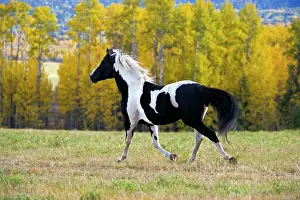 Pinto: Horse - Pinto Stallion running free in meadow