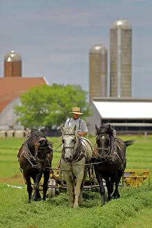 Ploughing: Three horse plough