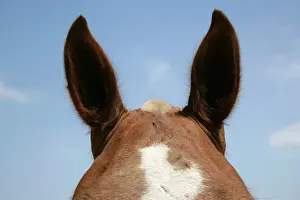 Poll: Horse. Poll / top of head & ears