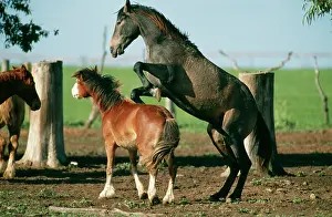 Kicking: Horse - two ponies play fighting