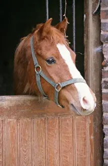 Stables: HORSE - Pony head over stable door
