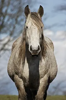 Normandie: Horse portrait Manche