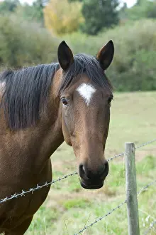 Barriers: Horse portrait in a meadow