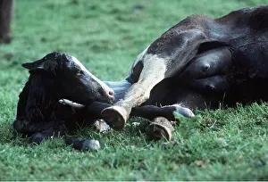 Foal: HORSE - Pottock pony with foal being born. Brood mare