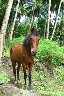 Peebles: Horse, Puamua, Hiva Oa, Marquesas, French