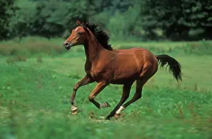 Arabs: Horse - Pure Blood Arab, galloping