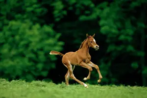 Bred: Horse - Pure-bred Arab foal