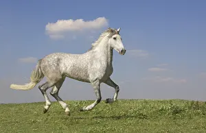 Bred: Horse - pure bred Spanish running