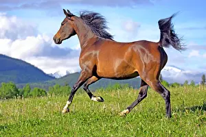 Trotting: Horse Purebred Bay Arabian mare running in meadow