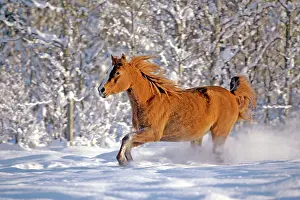 Arabians: Horse Purebred Chestnut Arabian mare running through