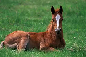 Quarterhorse: Horse - Quarterhorse Foal
