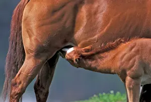 Quarterhorse: Horse - Quarterhorse Foal drinking, closeup
