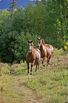 Quarterhorse: Horse - Quarterhorse and Thoroughbred galloping