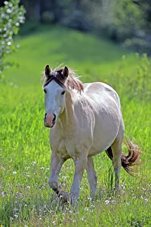Quarterhorse: Horse Quarterhorse walking in summer pasture