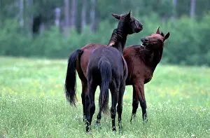Playfighting: Horse - two Quarterhorses in pasture, playfighting