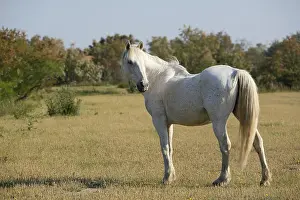 Unsharp: Horse race Camarguaise NRP Camargue France