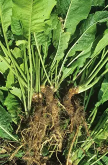 Root: Horse-radish roots
