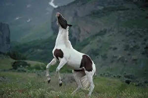 Rearing: Horse rearing up