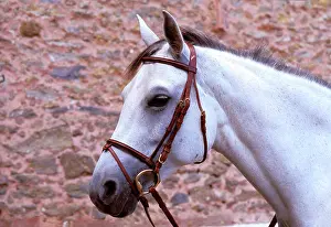 Bridles: Horse - with rein