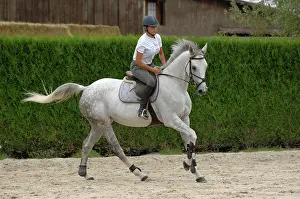 Shows: Horse rider on preparing to jump an obstacle