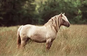 Rhum: HORSE - RUM PONY