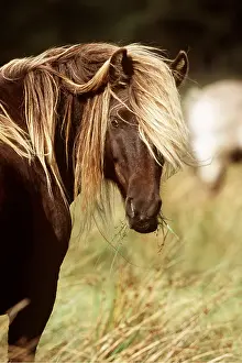 Rhum: HORSE - RUM PONY