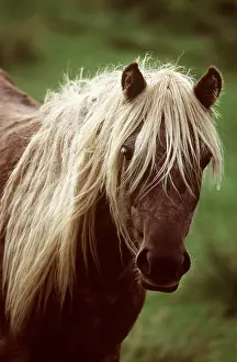Pricked: HORSE - RUM PONY, close up of head