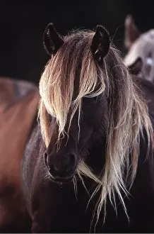 Rhum: HORSE - Rum Pony - close-up of head