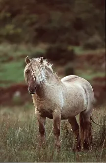 Rhum: HORSE - RUM PONY IN FIELD