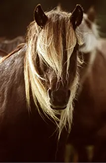 Pricked: HORSE - RUM PONY HEAD AND MANE