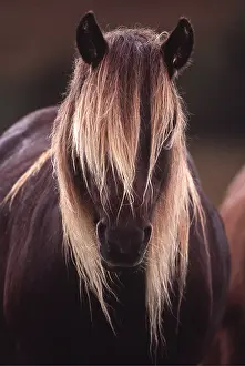 Pricked: HORSE - RUM PONY HEAD AND MANE
