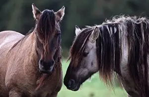 Rhum: HORSE - RUM PONY - x two