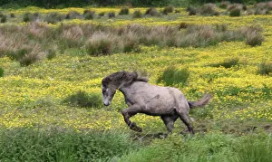 Marilyn: A horse running in a field of yellow wildflowers