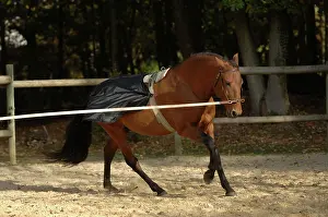 Materials: Horse runs in a career - France