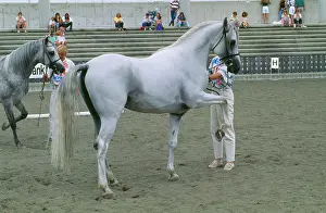 Demonstrating: Horse - Shagya, in ring at show