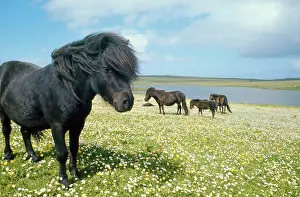 Elizabeth Bomford: HORSE - Shetland ponies