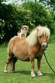 Papillons: HORSE - SHETLAND PONY with Papillon Dog on back