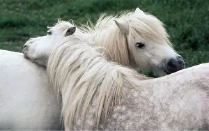 Mutual: HORSE - SHETLAND PONY - x two, grooming each other
