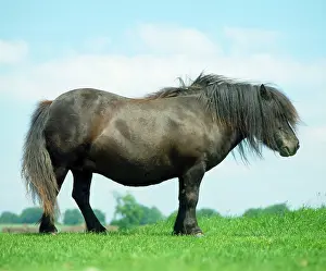 Minature: Horse - Shetland Stallion - In field