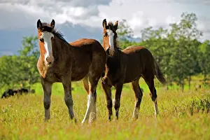 Shire: Horse - Two Shire Foals 3 months old, standing